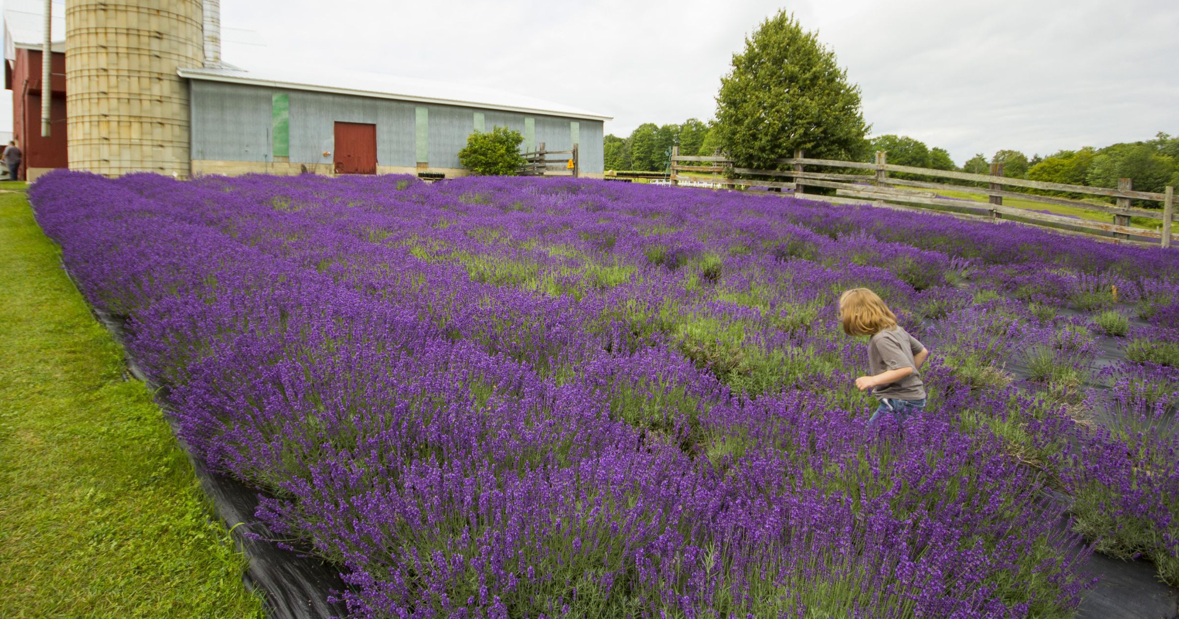 lavender destinations